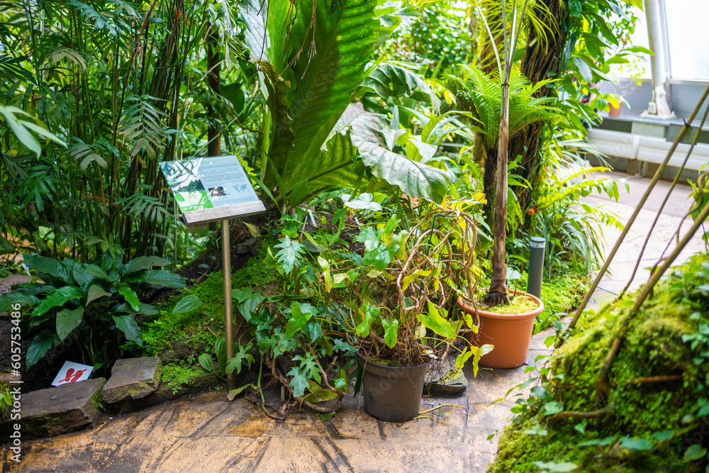 Interior of the giant greenhouse with tropic plants in Botanic Garden, Prague, Europe Interior of the giant greenhouse with tropic plants in Botanic Garden, Prague, Europe