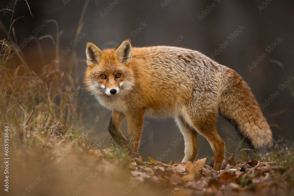 Fluffy red fox, vulpes vulpes, looking back on foliage in fall nature. Furry mammal staring on orange leaves in autumn. Orange animal watching in forest.