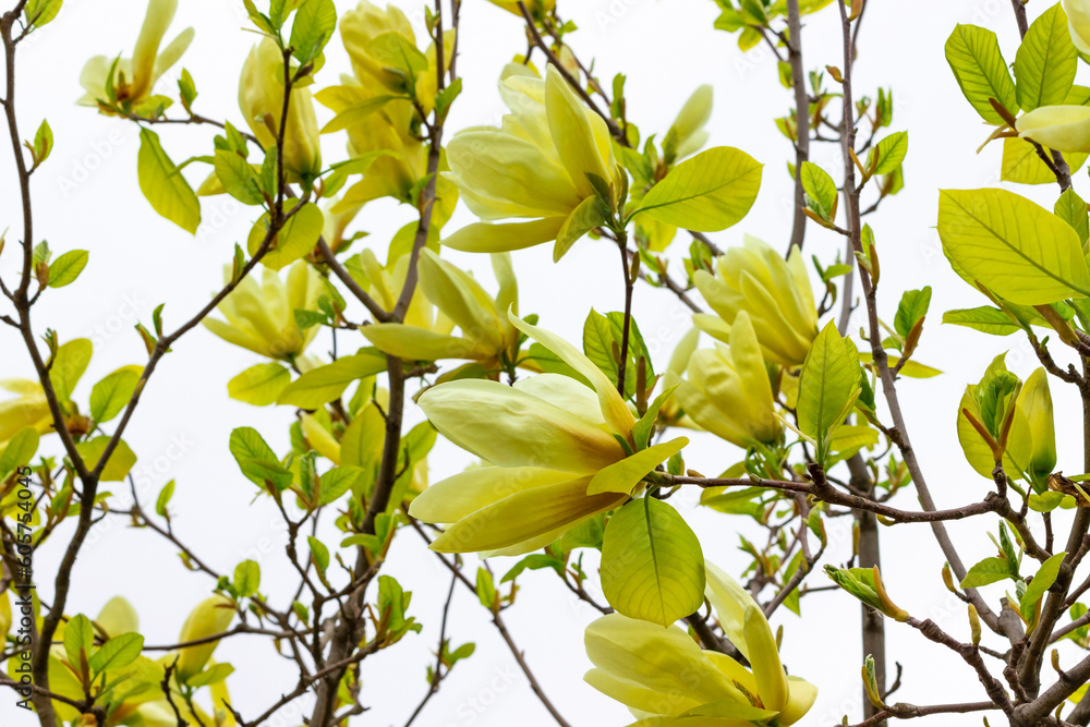 Fototapeta premium Blooming yellow magnolias on branches with green leaves against