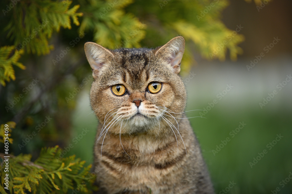 close up portrait of a british shorthair cat outdoors