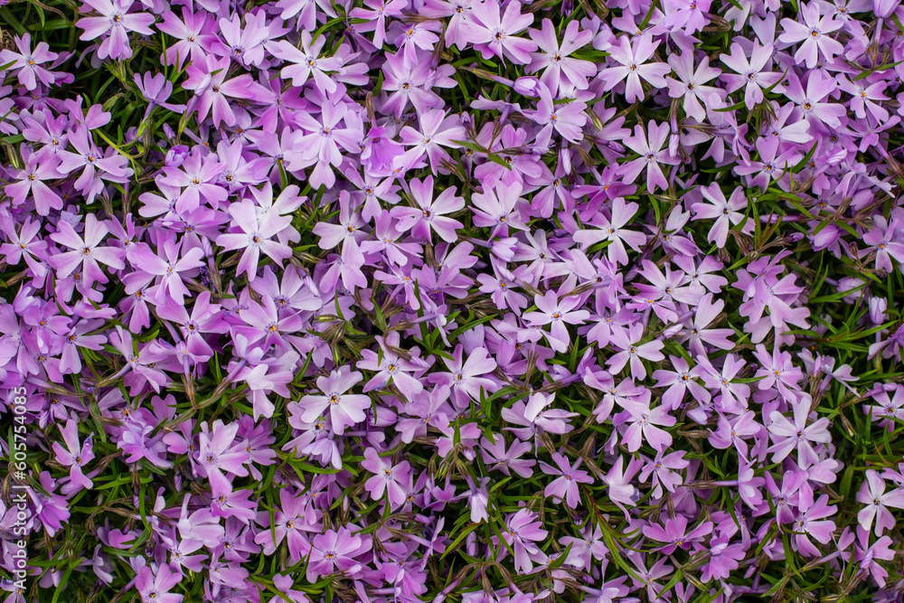 Small purple flowers. Poster concept. Flat lay Small purple flowers. Poster concept. Flat lay