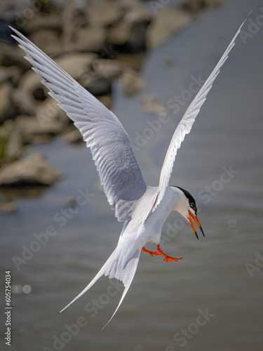 Bird in flight about to dive