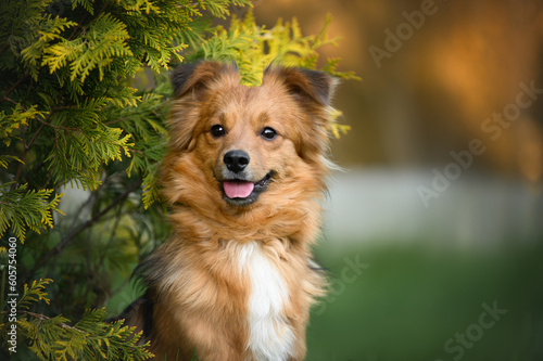 happy red mixed breed dog portrait outoors © otsphoto