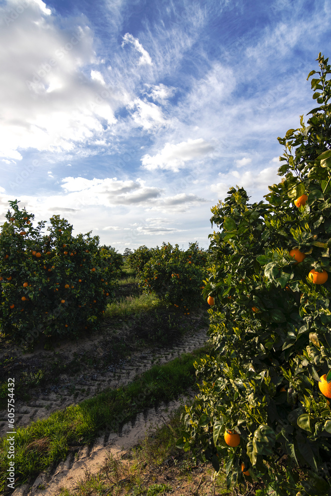 Orange citrus groves with rows of orange trees, Huelva, Spain. Orange fruit, juicy and refreshing. Vitamin C in each segment. Citrus flavor that awakens the palate. Natural energy and antioxidants.