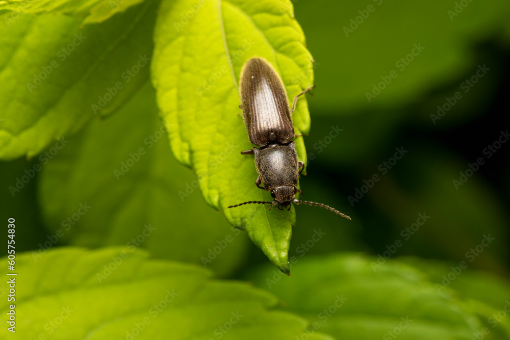 Rotbauchiger Laubschnellkäfer Athous haemorrhoidalis auf Blatt makro Rotbauchiger Laubschnellkäfer Athous haemorrhoidalis auf Blatt makro