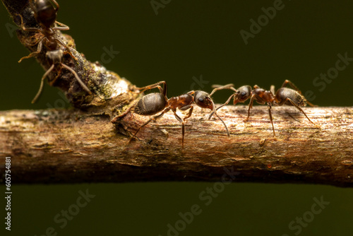 Zwei Ameisen begegnen sich auf Ast makro