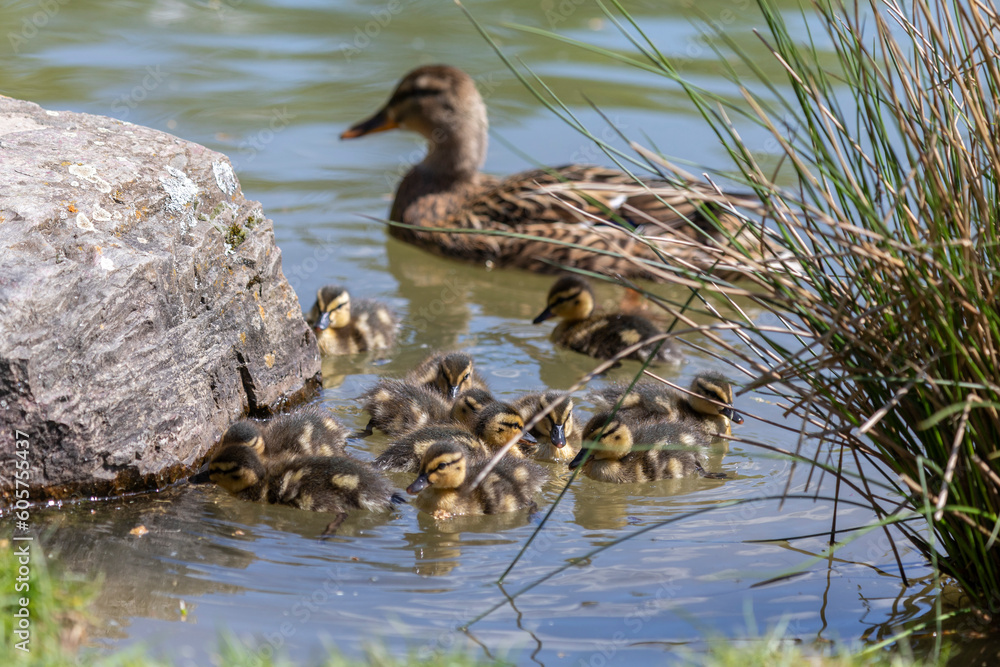 Entenfamilie am Teich Entenfamilie am Teich