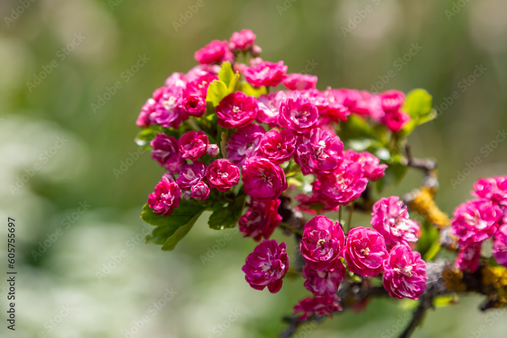 A pretty crataegus laevigata shrub blooming in the spring sunshine A pretty crataegus laevigata shrub blooming in the spring sunshine