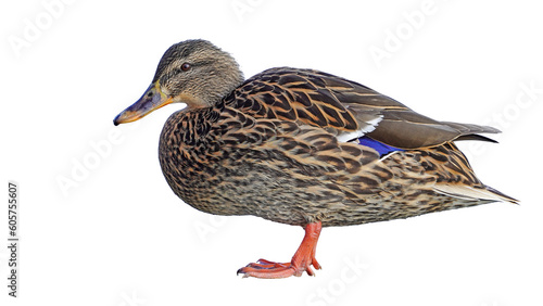 Cuadro en lienzo duck - mallard duck - female isolated on clear background