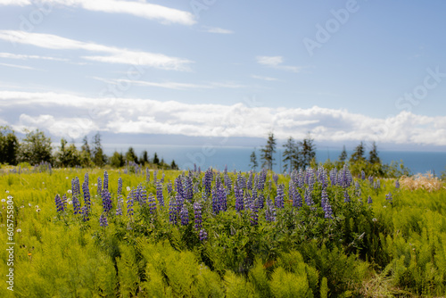 Wildflowers With Ocean View