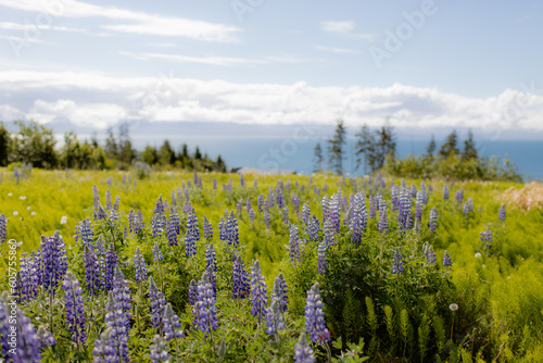 Wildflowers With Ocean View