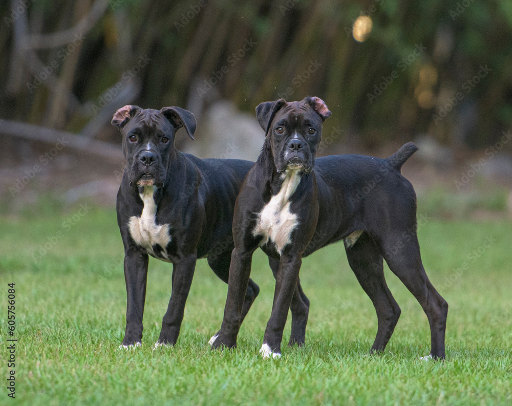 A pair of 9 month old male juvenile Boxer dog siblings look at us alertly
A pair of 9 month old male juvenile Boxer dog siblings look at us alertly