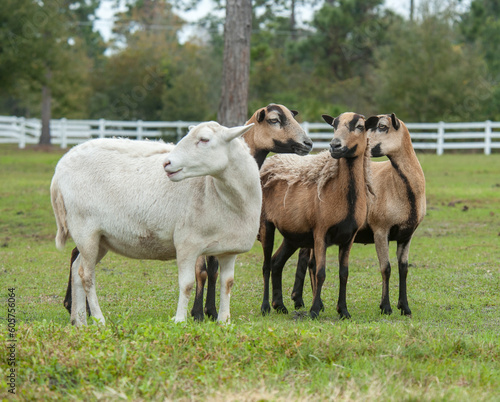 Domestic Black Bellied Barbary Sheep in pasture