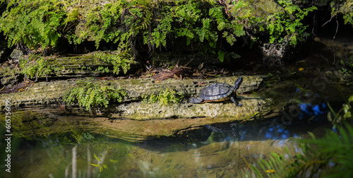 Fototapeta Naklejka Na Ścianę i Meble -  Beautiful Turtle in Wetland Pond. A lone turtle meanders through a wetland pond, its reflection mirrored in the calm water. Nature provides an ideal habitat for this wildlife reptile.