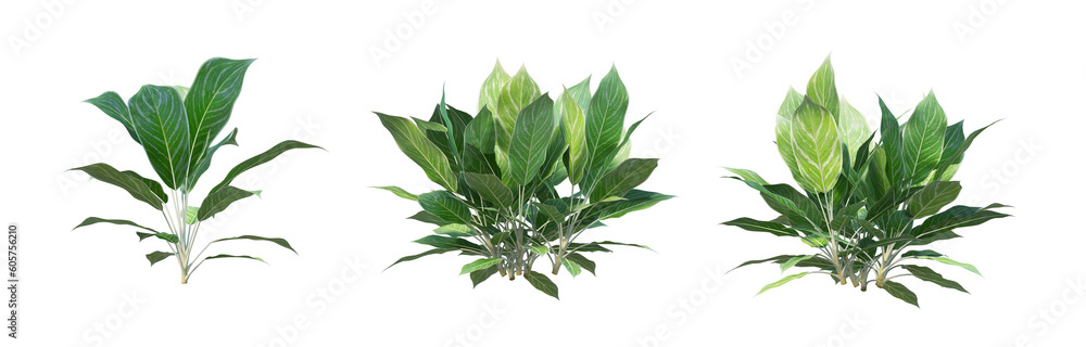 Various Philodendrons on Transparent Background Various Philodendrons on Transparent Background