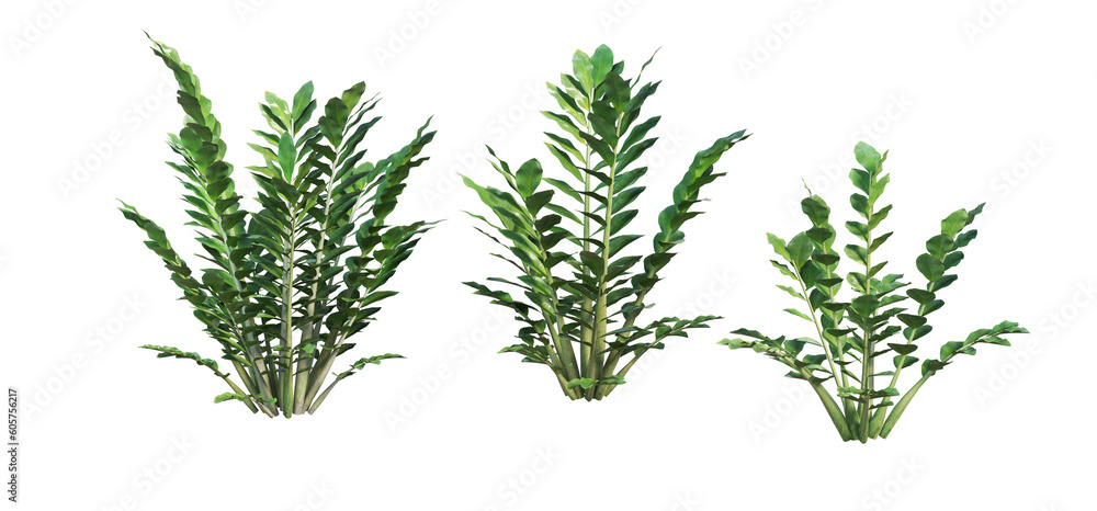 Various Philodendrons on Transparent Background Various Philodendrons on Transparent Background