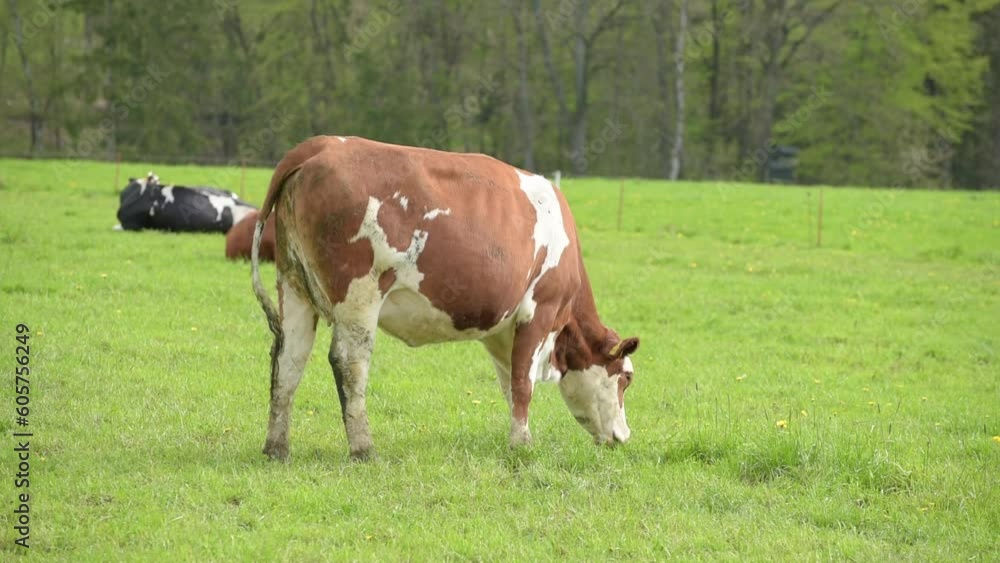 Herd of brown and white Fleckvieh cattle on a pasture, cows grazing in a field in the rural countryside
Herd of brown and white Fleckvieh cattle on a pasture, cows grazing in a field in the rural countryside