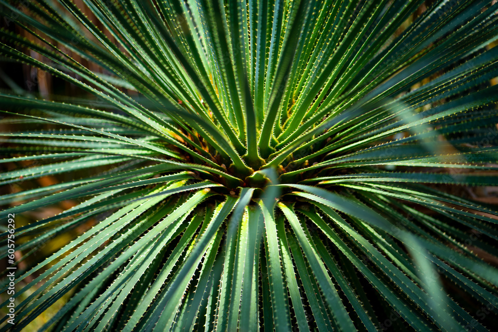 Yucca rostrata or beaked yucca, a tree-like plant belonging to the genus Yucca. Plant with a green crown of thin stiff leaves tapering to a sharp point at the tip. Close up with selective focus. Yucca rostrata or beaked yucca, a tree-like plant belonging to the genus Yucca. Plant with a green crown of thin stiff leaves tapering to a sharp point at the tip. Close up with selective focus.