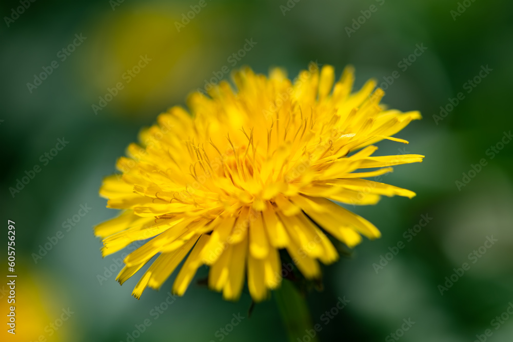 Taraxacum is a large genus of flowering plants in the family Asteraceae, known as dandelions. Composite flower head with yellow florets and petals macro close up with blue sky on a sunny spring day Taraxacum is a large genus of flowering plants in the family Asteraceae, known as dandelions. Composite flower head with yellow florets and petals macro close up with blue sky on a sunny spring day