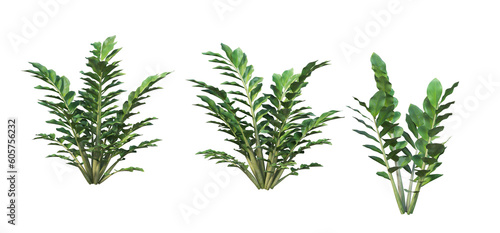 Various Philodendrons on Transparent Background