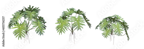 Various Philodendrons on Transparent Background