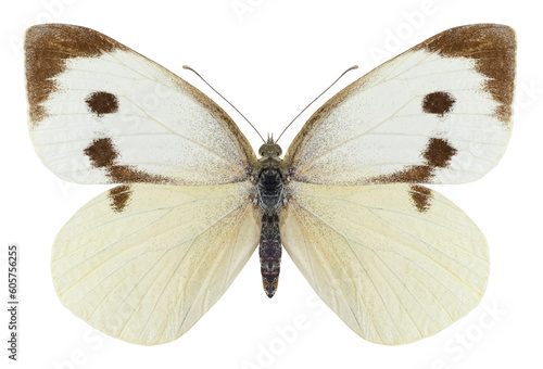 Papillon pieride des choux photo