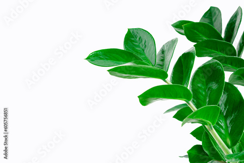 Green Zamioculcas leaves close-up on white background