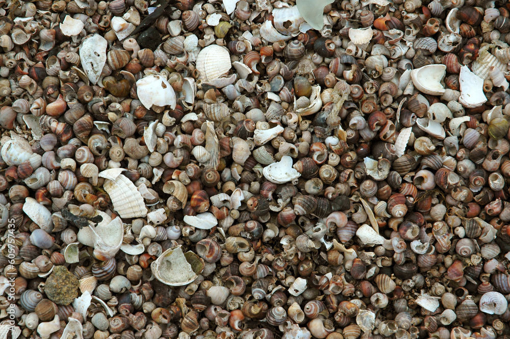 coquillages; bigorneaux; bord de mer coquillages; bigorneaux; bord de mer
