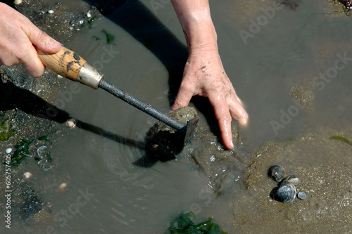 Pêche à pied, palourde; ruditapes decussatus, Passage du Gois, baie de Bourgneuf, Vendée, 85, France