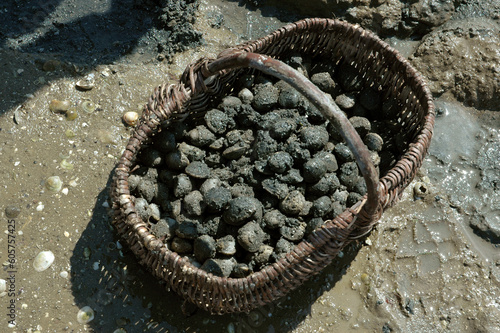 Pêche à pied, palourde; ruditapes decussatus, Passage du Gois, baie de Bourgneuf, Vendée, 85, France photo