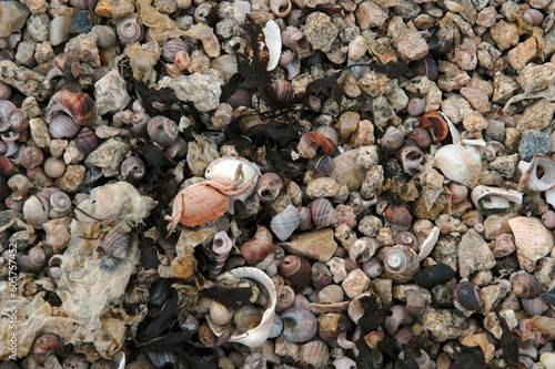 crabe  coquillages  bigorneaux  bord de mer