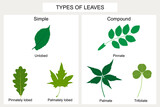 Types of leaves.  Simple leaves: unlobed (Elm), pinnately lobed (Oak), palmately lobed (Platanus). Compound leaves: pinnate (Rose), palmate (Parthenocissus quinquefolia), trifoliate (Clover).