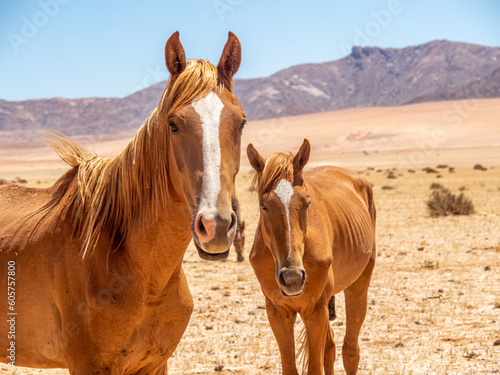 Close up of feral horses in Garub Desert near Aus Namibia with blue sky.