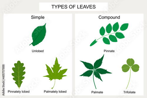 Types of leaves.  Simple leaves: unlobed (Elm), pinnately lobed (Oak), palmately lobed (Platanus). Compound leaves: pinnate (Rose), palmate (Parthenocissus quinquefolia), trifoliate (Clover).