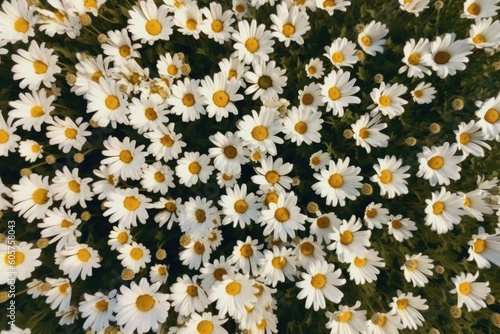 Aerial View of a Serene Field of Daisies in Full Bloom © Arthur