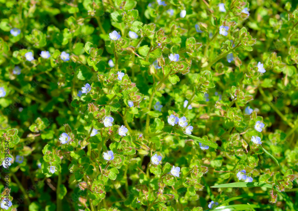 Veronica agrestis, commonly known as green field speedwell. Veronica agrestis, commonly known as green field speedwell.