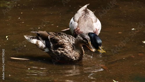 Two ducks drinking water from a fountain in the Calouste Gulbenkian Gardens in Lisbon, Portugal photo