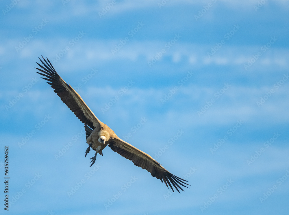 Obraz premium eagle in flight