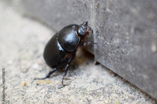 A large black common dung beetle.
