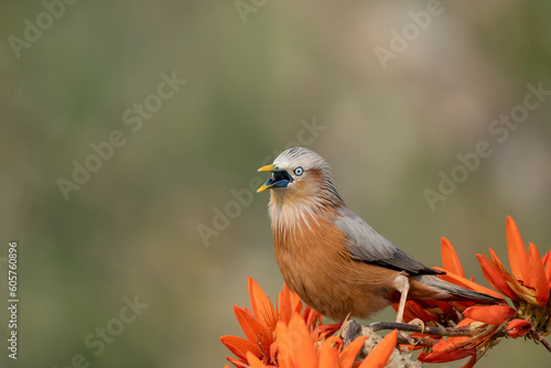 Chestnut-tailed starling from satchori National park, sylhet, bangladesh  photo