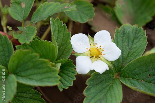 Strawberry white flower close-up among green leaves, top view.