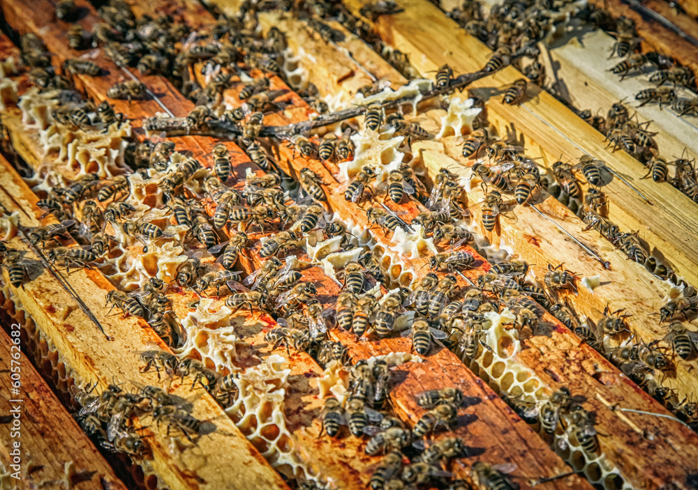 Swarm of bees in beehive