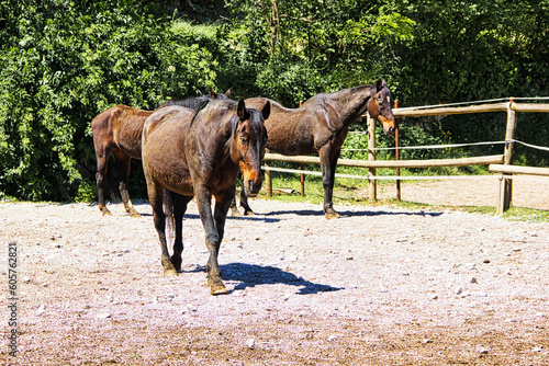 Elderly horses with bay coats enjoy the sun in their paddock surrounded by green woods.