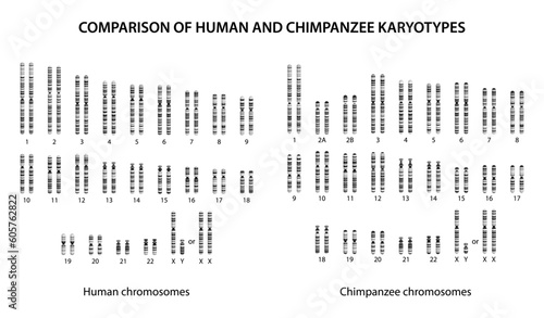 Comparison of Human and Chimpanzee Karyotypes: similarities and differences photo