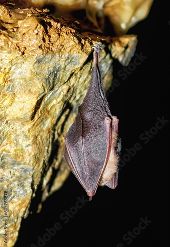 Sleeping bat in cave