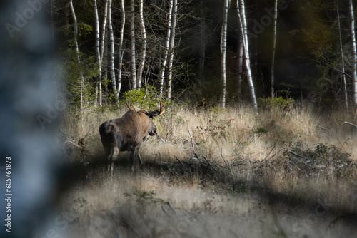Bull moose in the wild