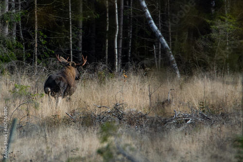Moose in wilderness