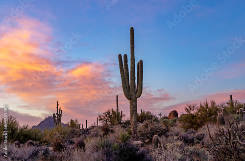 Saguaro Cactus On A Hill At Sunrise Time In Phoenxi Area