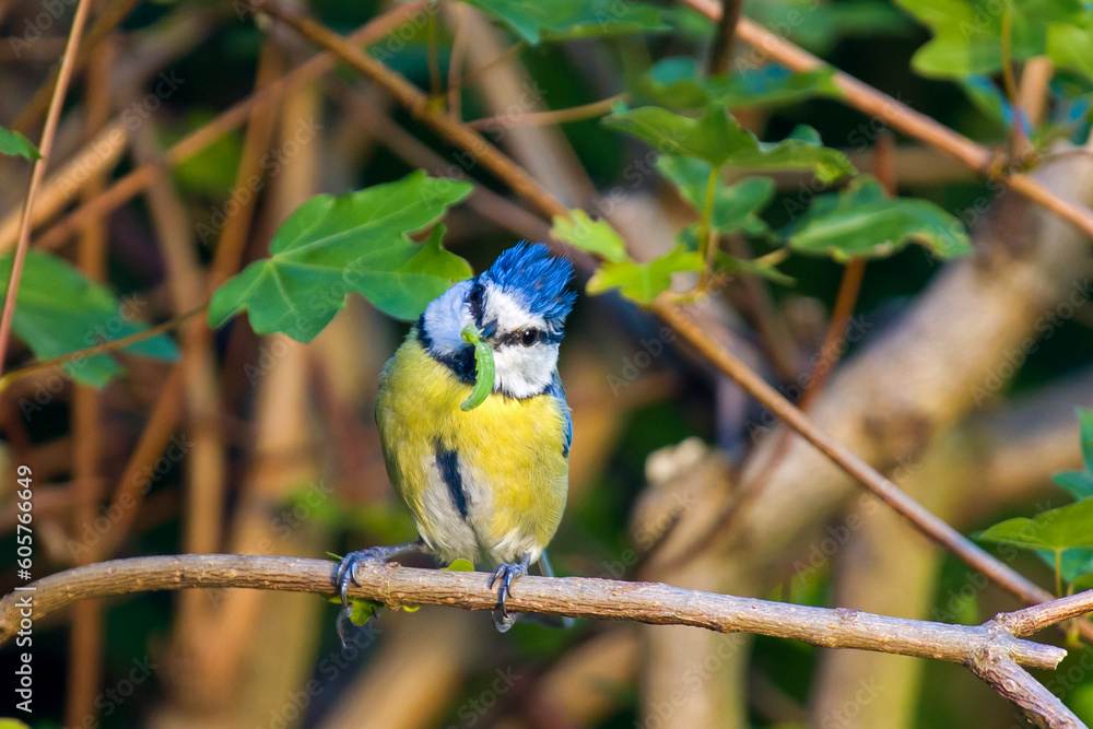 a blue tit is sitting on a branch with a caterpillar in its beak looking at the camera a blue tit is sitting on a branch with a caterpillar in its beak looking at the camera