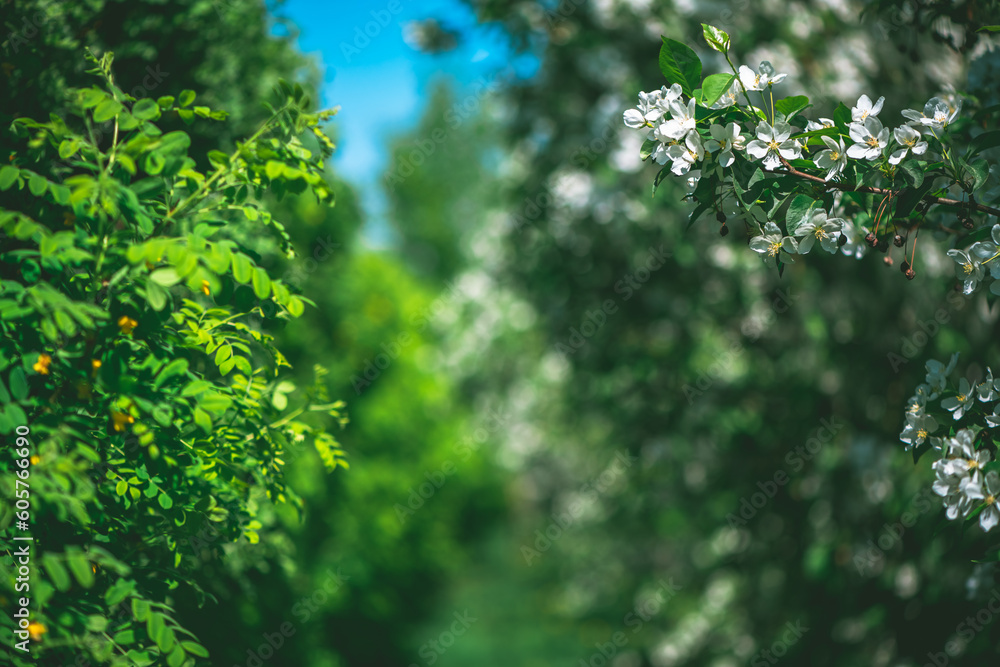 Fresh beautiful flowers of the apple tree blooming in the spring Fresh beautiful flowers of the apple tree blooming in the spring